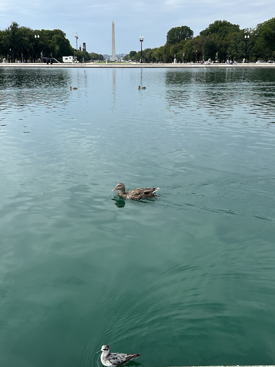 ハイイロヒレアシシギ - ML642546519