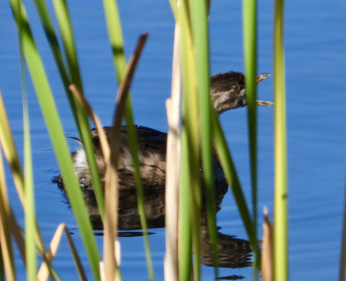 Pied-billed Grebe - ML642546556