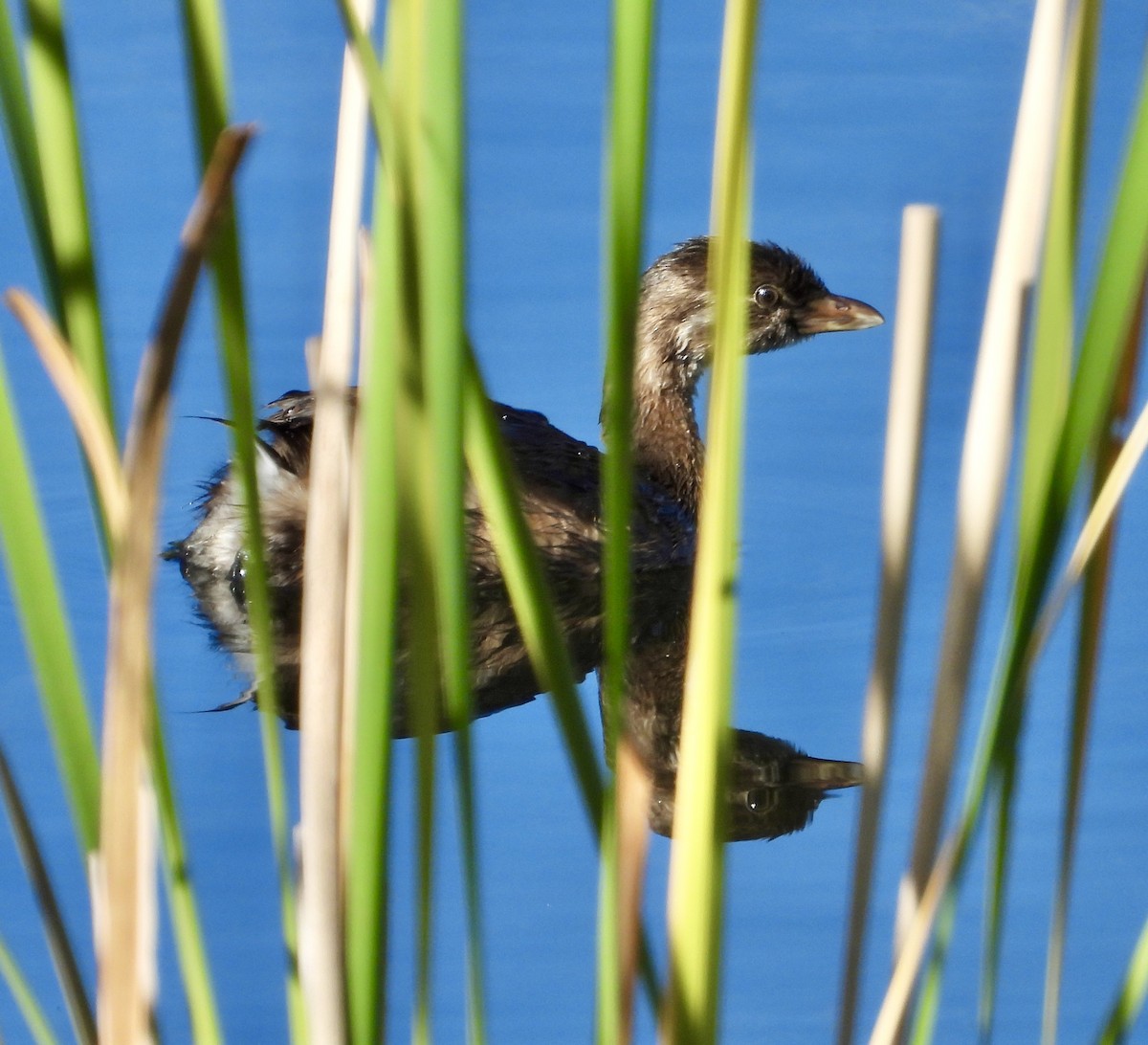 Pied-billed Grebe - ML642546557