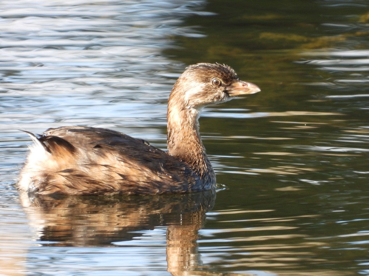 Pied-billed Grebe - ML642546559