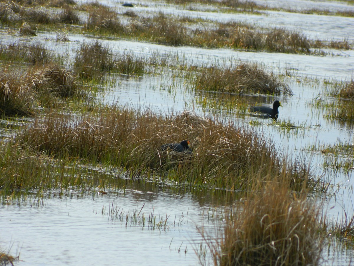 White-winged Coot - ML642546565
