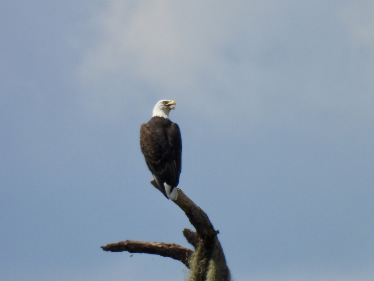 Bald Eagle - ML642546570