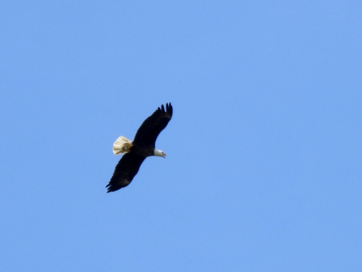 Bald Eagle - ML642546572