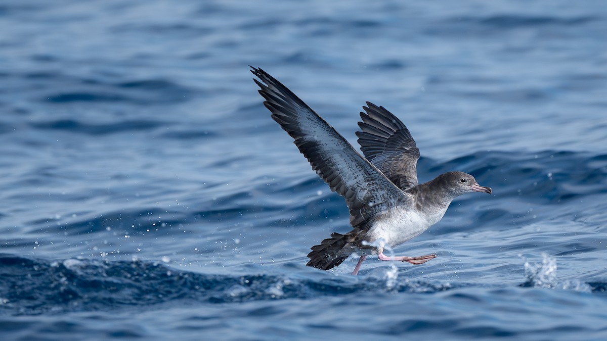 Pink-footed Shearwater - ML642546573