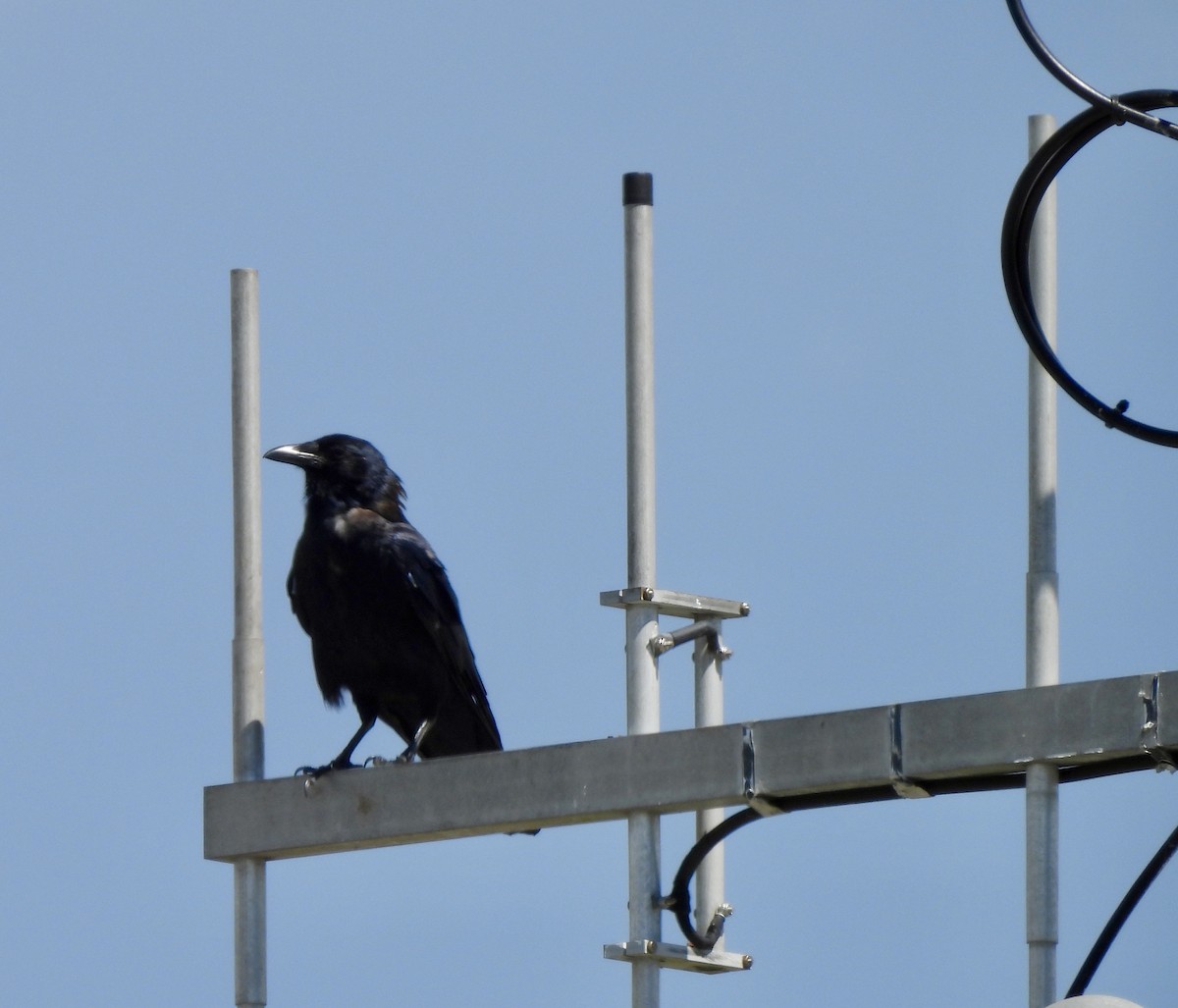 Fish Crow - ML642546579
