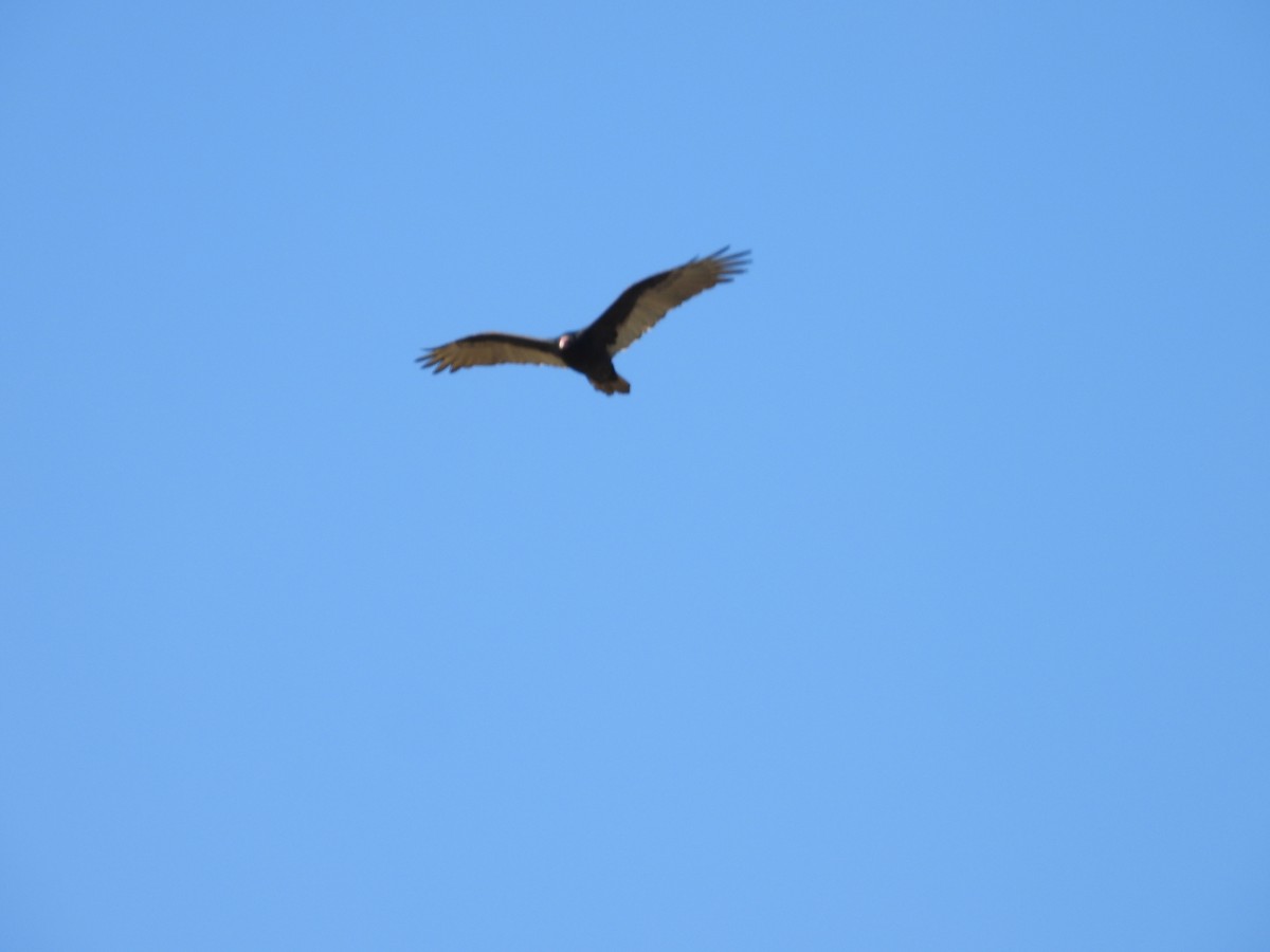 Turkey Vulture - ML642546597
