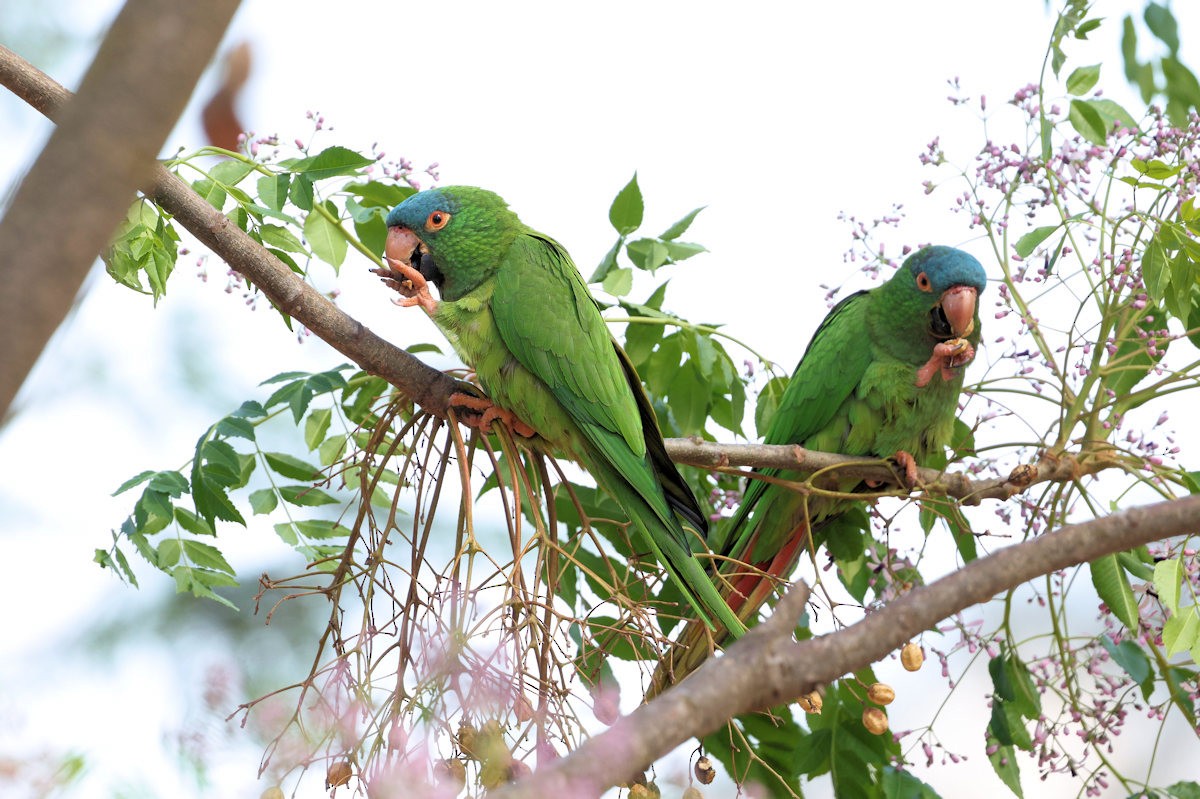 Blue-crowned Parakeet - ML642546608