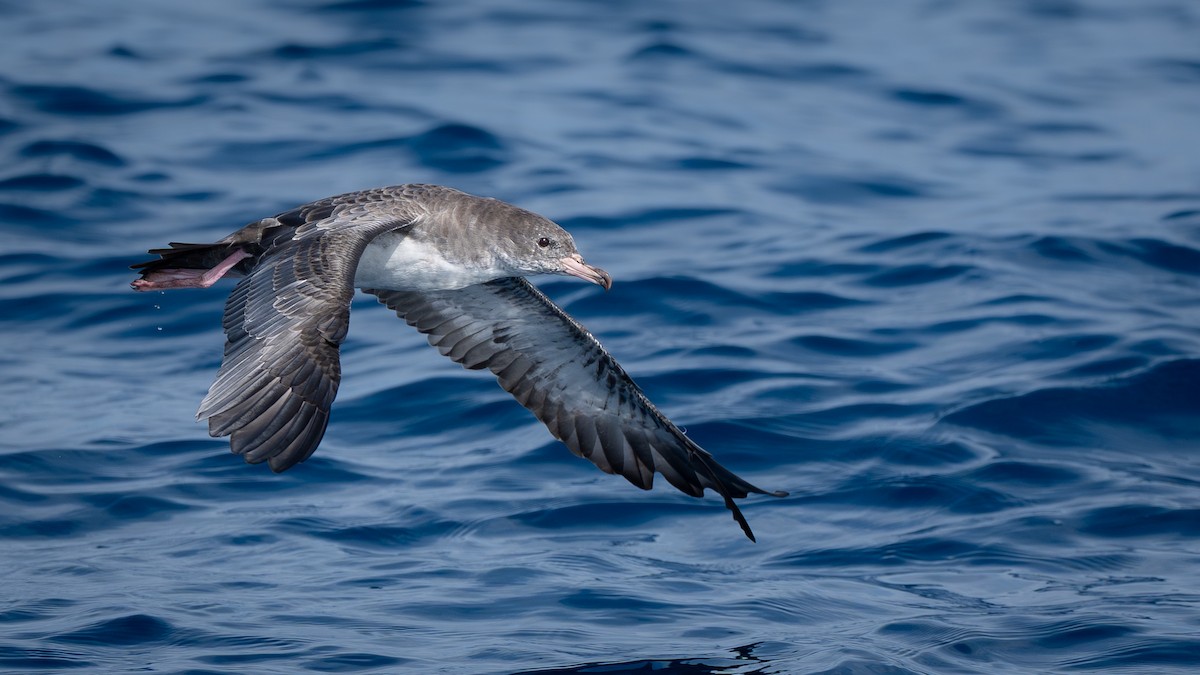 Pink-footed Shearwater - ML642546619