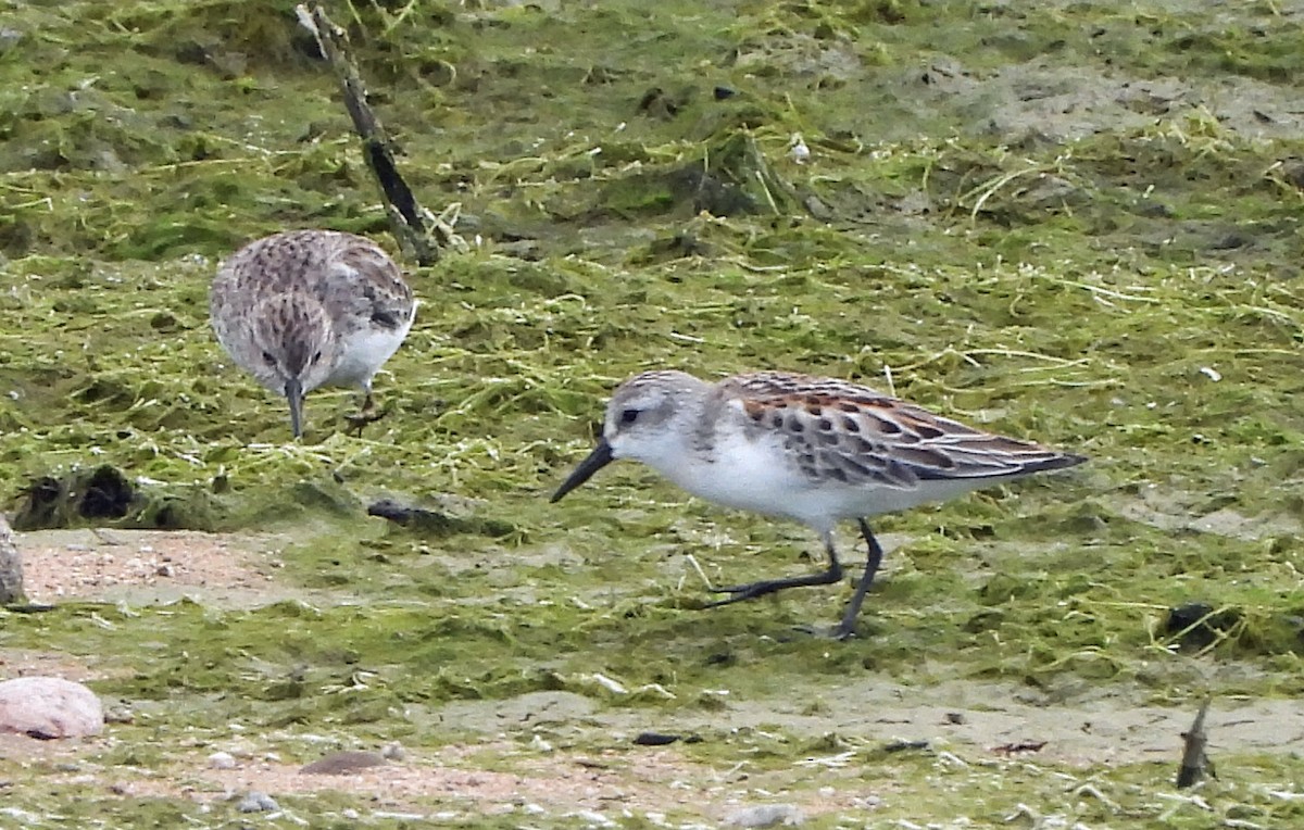 beringsnipe - ML642546640
