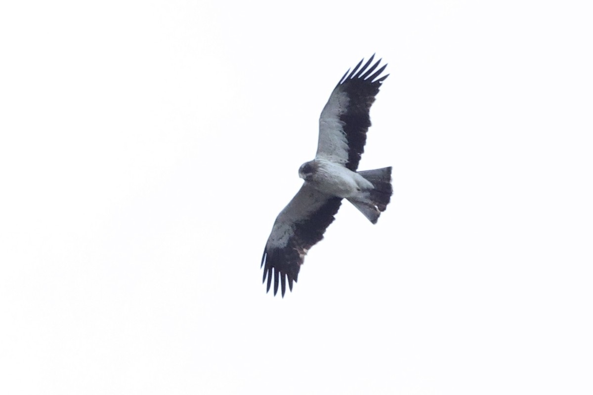 eBird Checklist - 27 Sep 2025 - Rooi-Els - 35 species