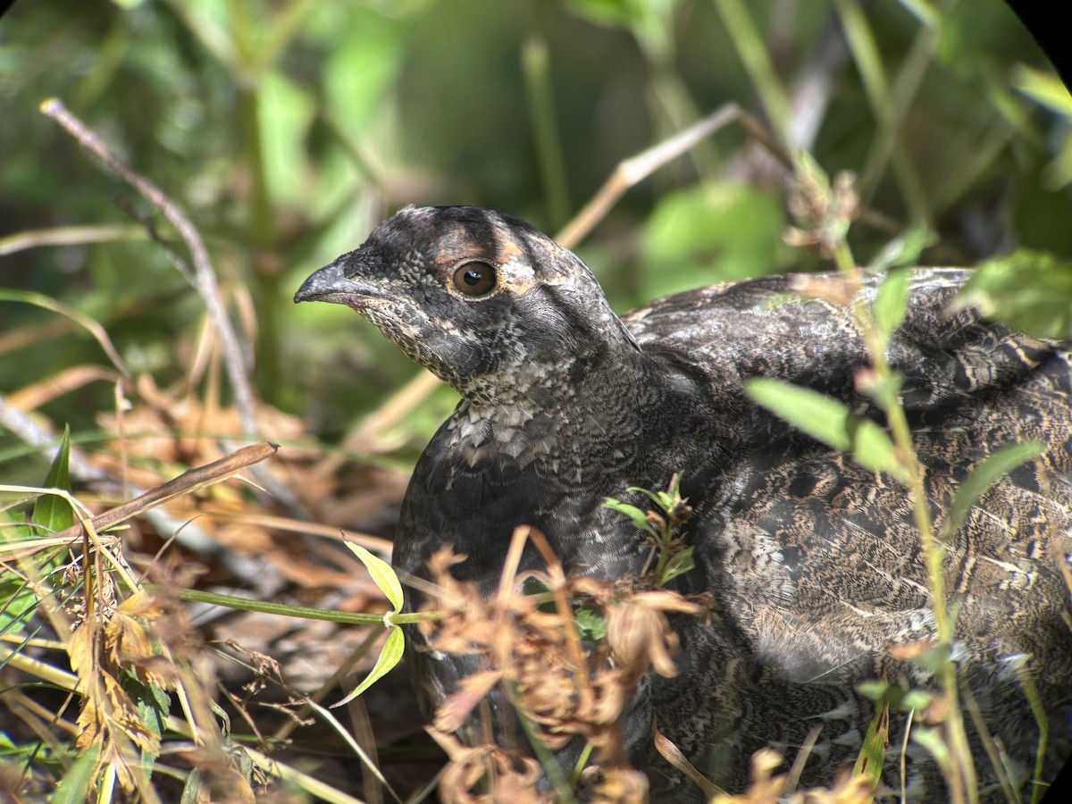Sooty Grouse - ML642546664
