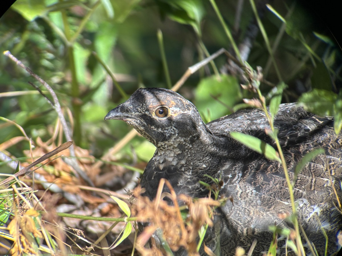 Sooty Grouse - ML642546665