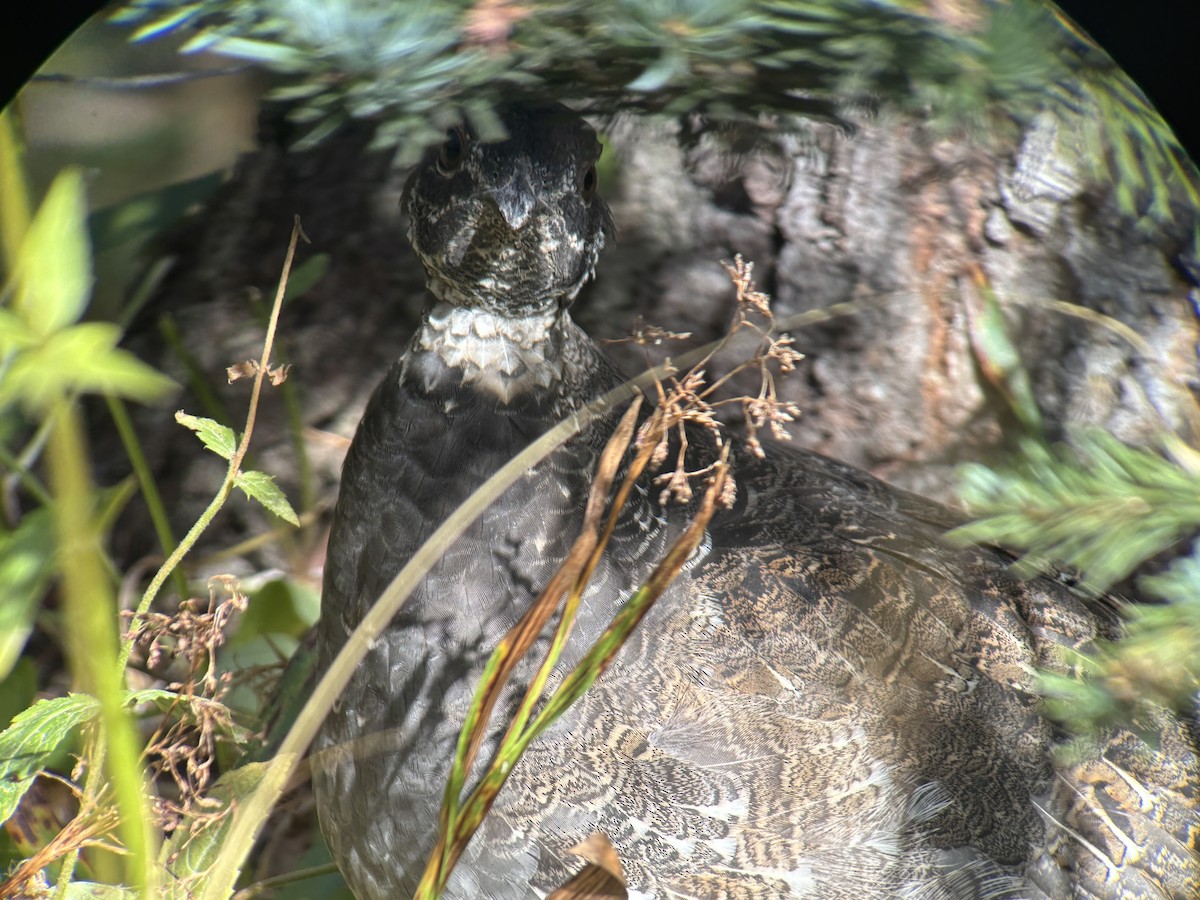 Sooty Grouse - ML642546669