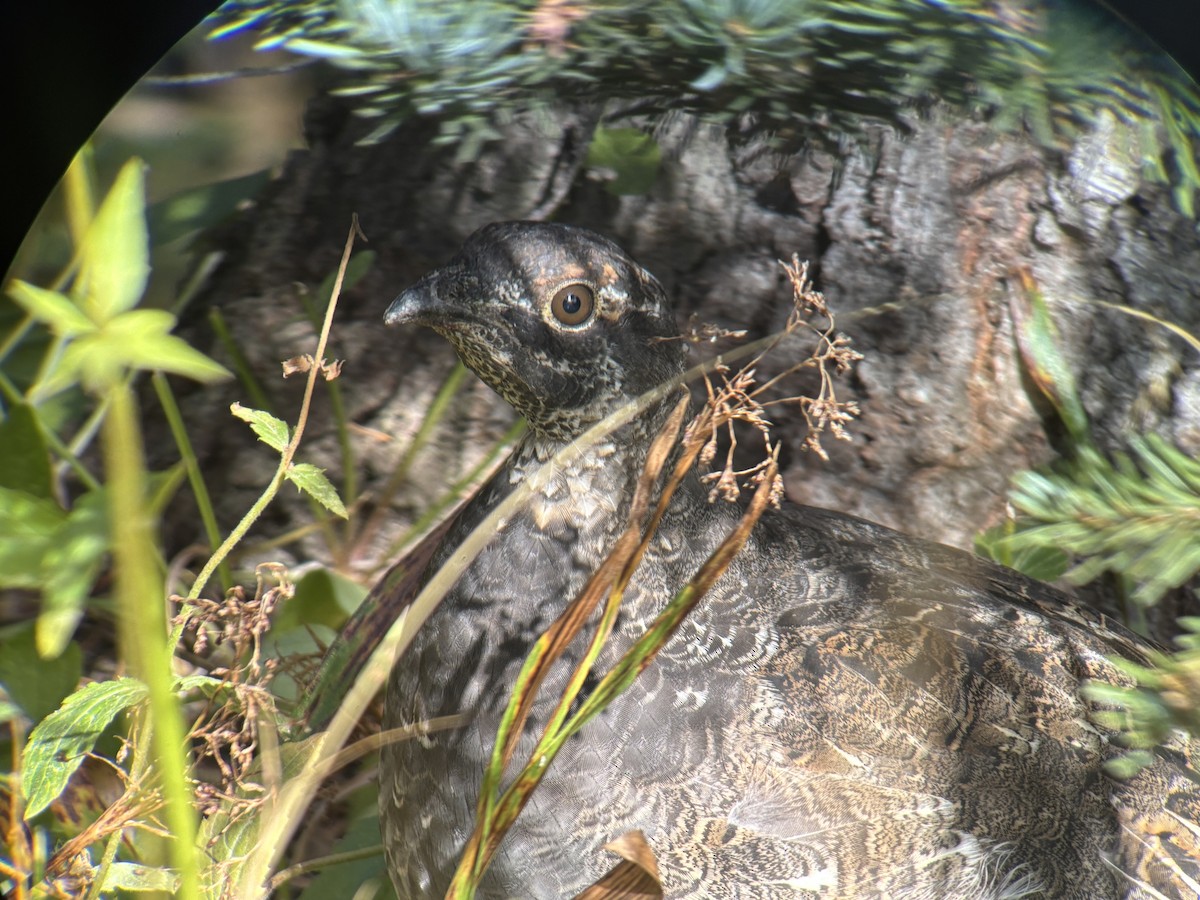 Sooty Grouse - ML642546673