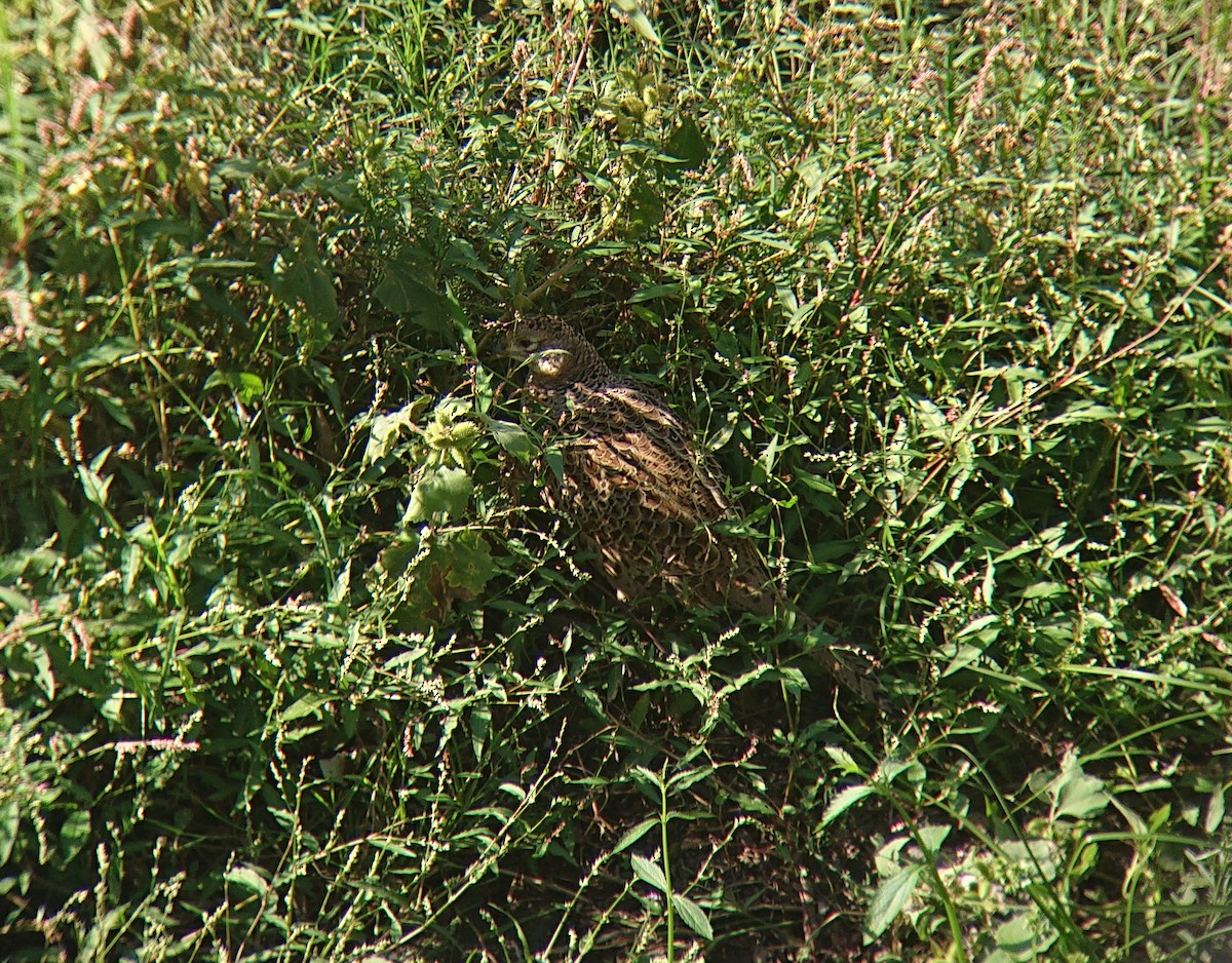 bažant obecný - ML642546683