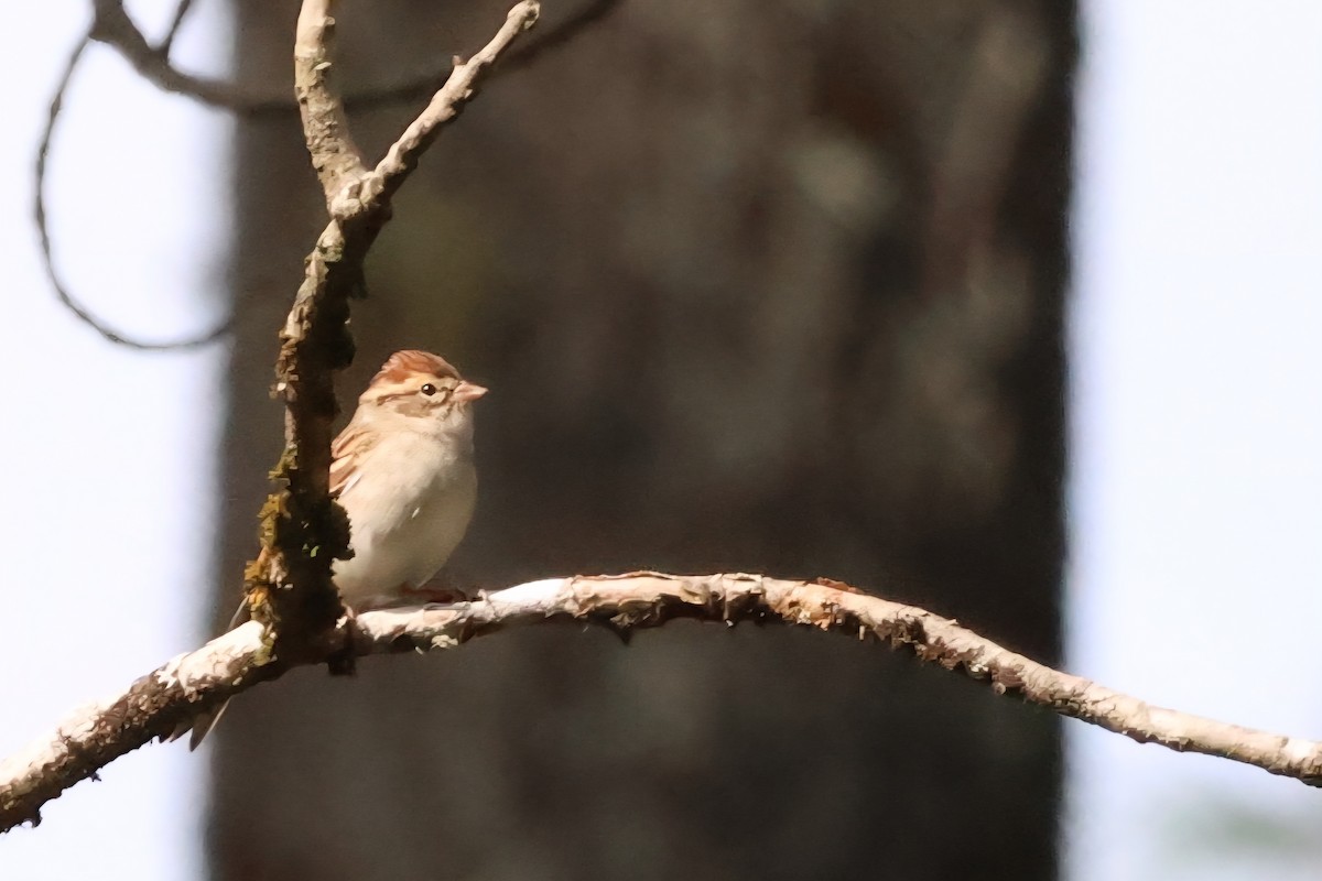 Chipping Sparrow - ML642546699