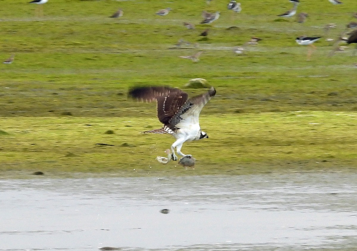 fiskeørn - ML642546703