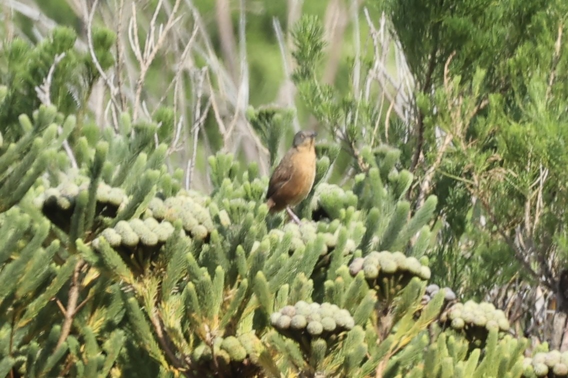 Victorin's Warbler - ML642546711