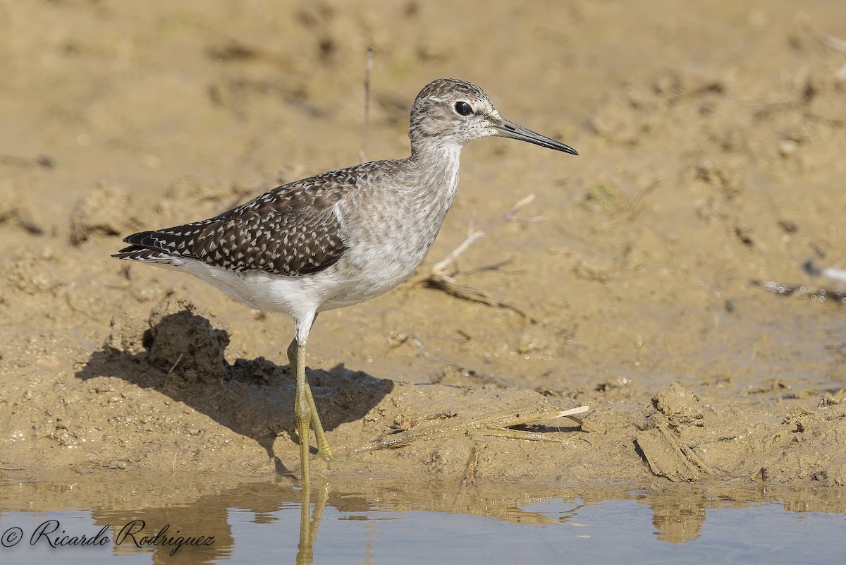 Wood Sandpiper - ML642546754