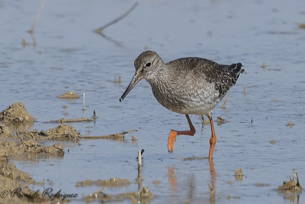 Common Redshank - ML642546769