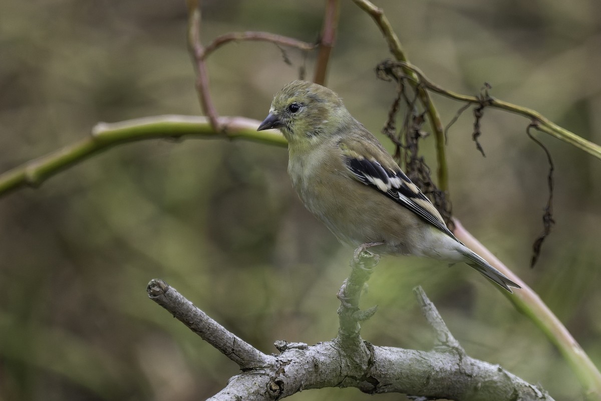 American Goldfinch - ML642546780