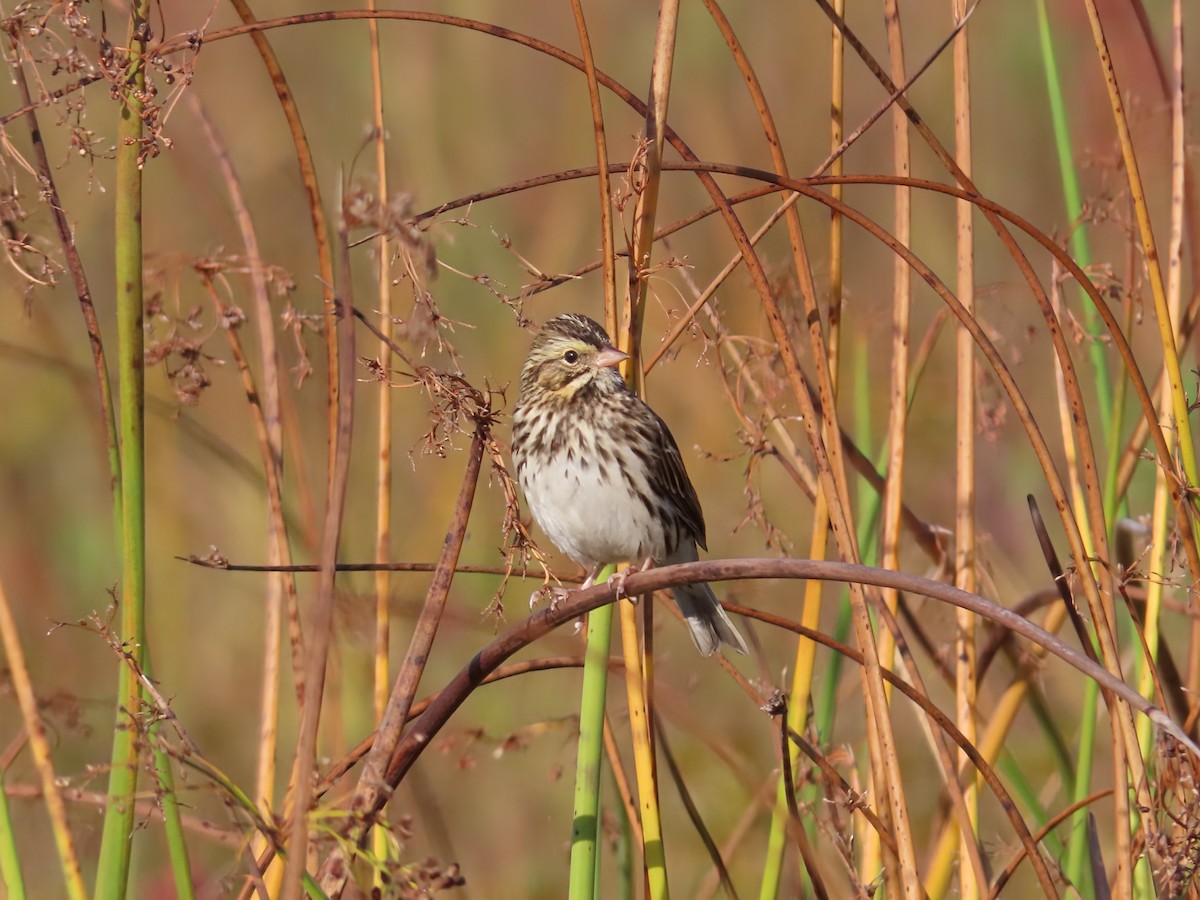 Savannah Sparrow - ML642546782