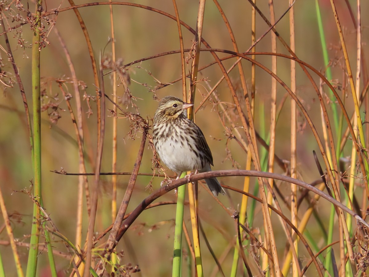 Savannah Sparrow - ML642546783
