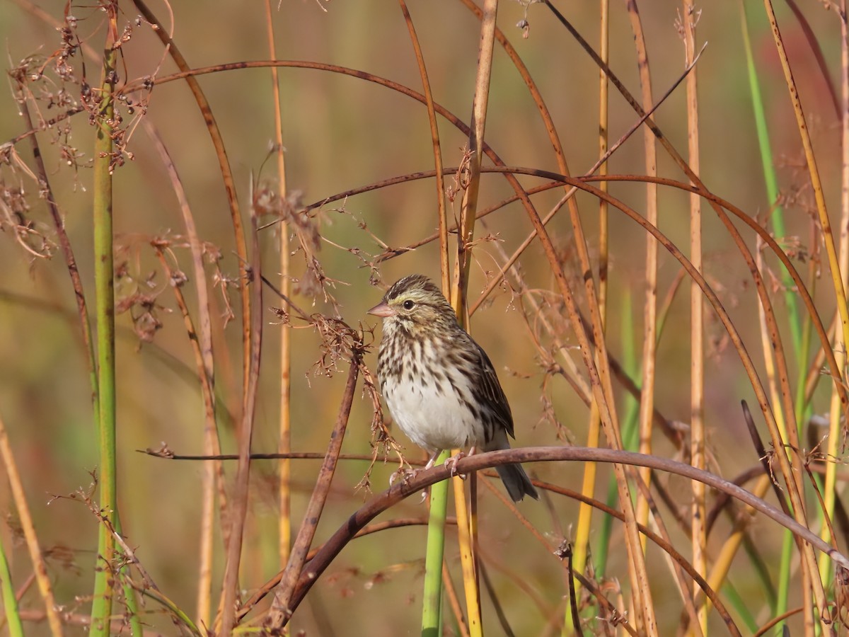 Savannah Sparrow - ML642546784