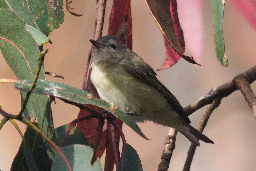 Vireo sp. - ML642546804