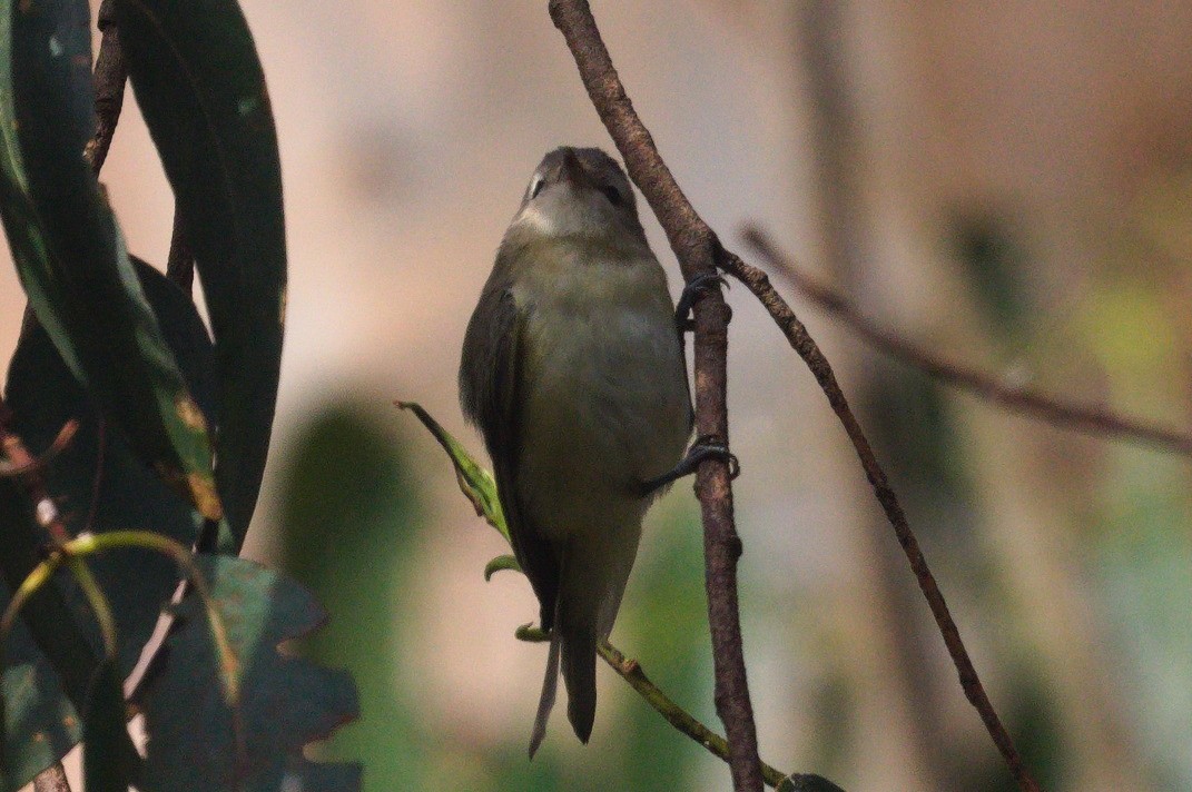 Vireo sp. - ML642546806