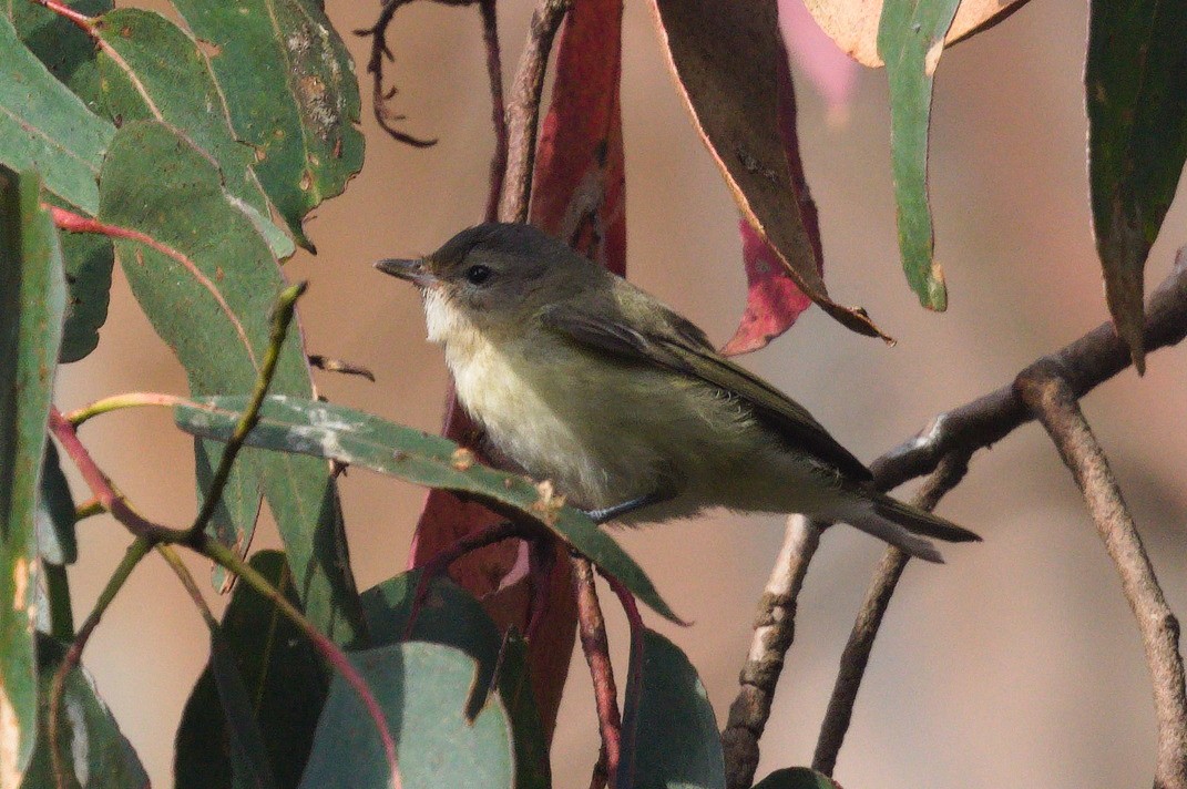 Vireo sp. - ML642546808