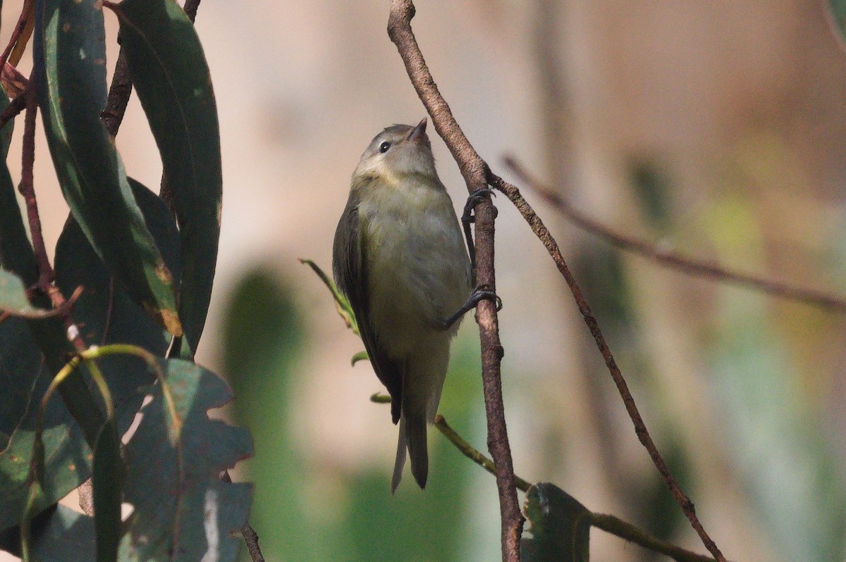 Vireo sp. - ML642546809
