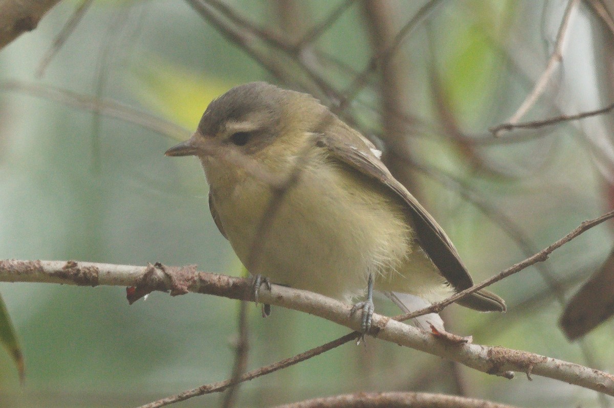 Vireo sp. - ML642546810