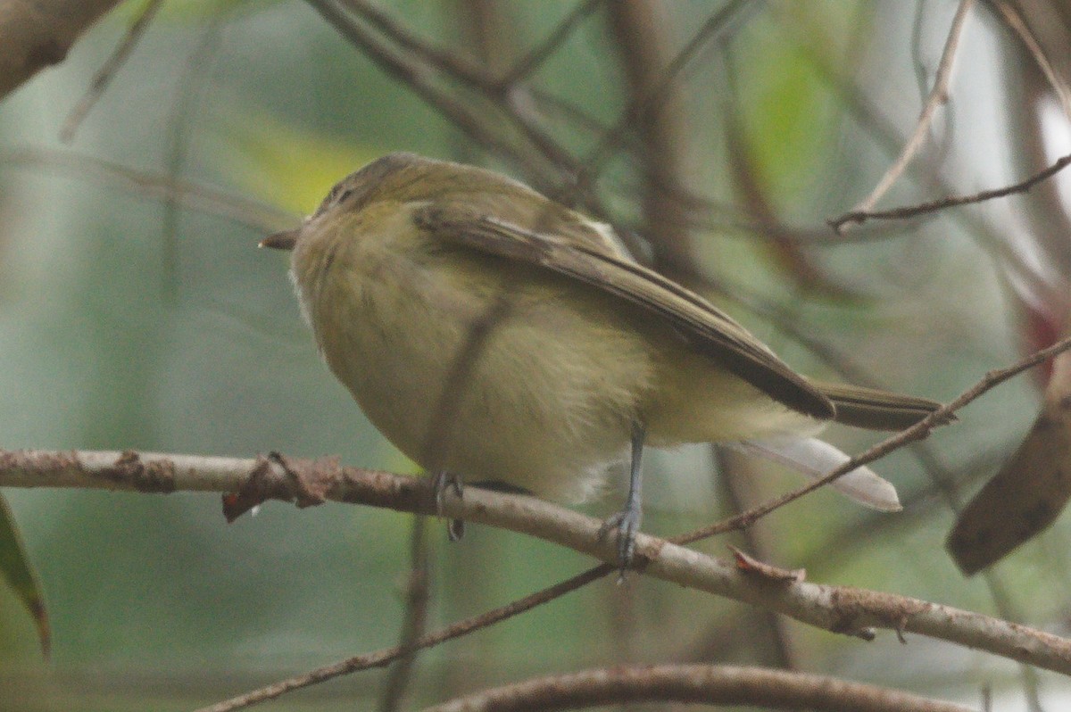 Vireo sp. - ML642546811