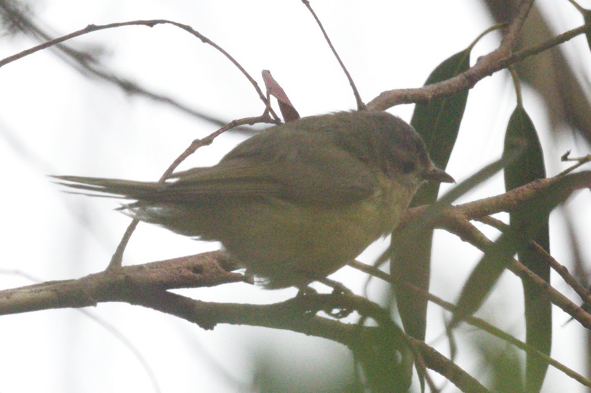 Vireo sp. - ML642546812