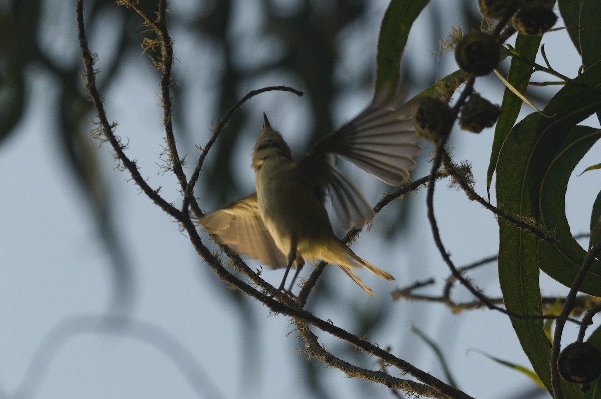Vireo sp. - ML642546813