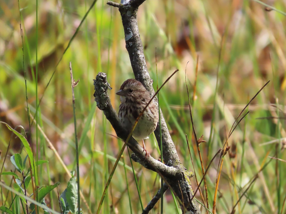 Song Sparrow - ML642546818