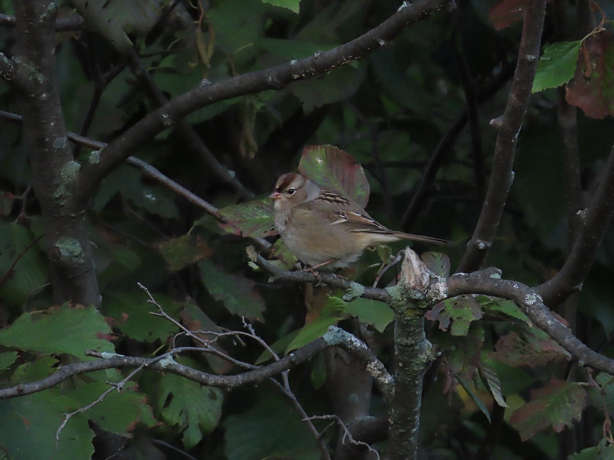 White-crowned Sparrow - ML642546830