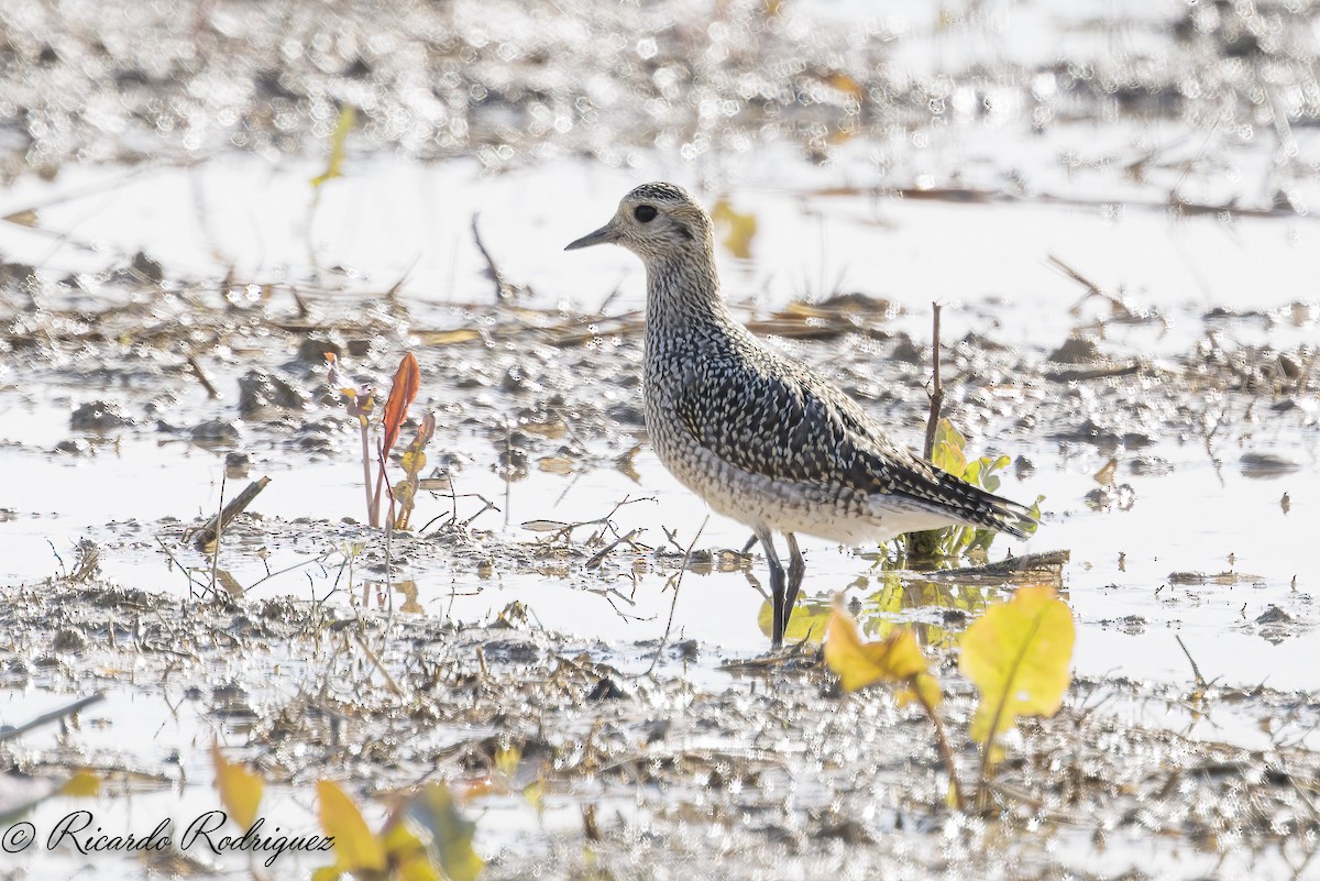 European Golden-Plover - ML642546835