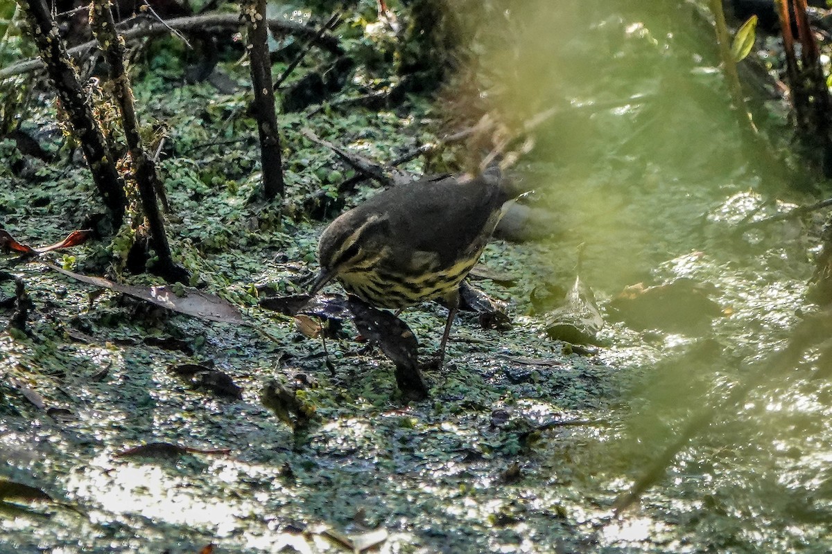 Northern Waterthrush - ML642546846