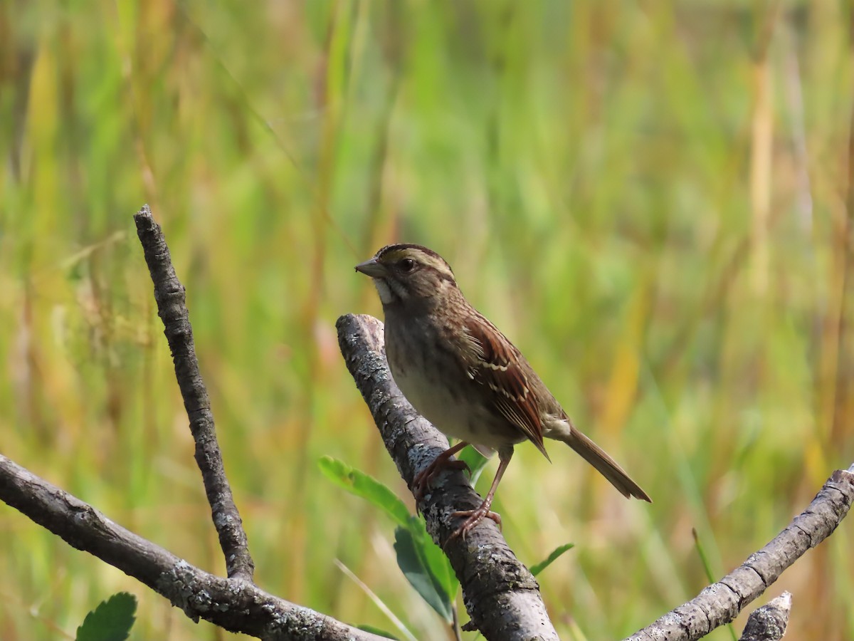 White-throated Sparrow - ML642546848