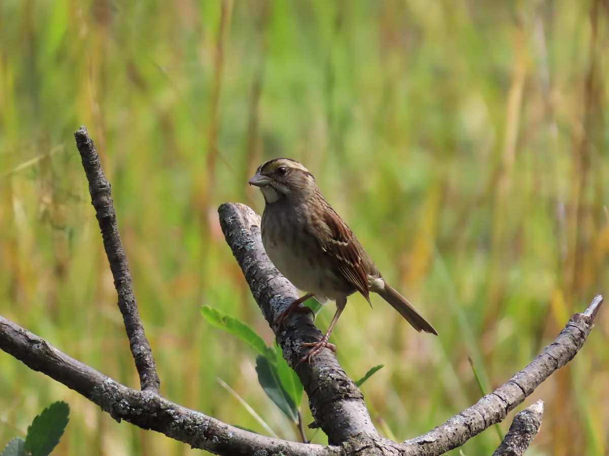 White-throated Sparrow - ML642546849
