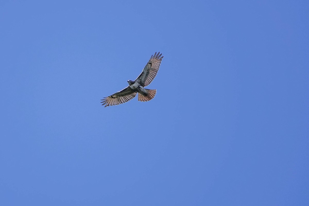 Red-tailed Hawk - ML642546855