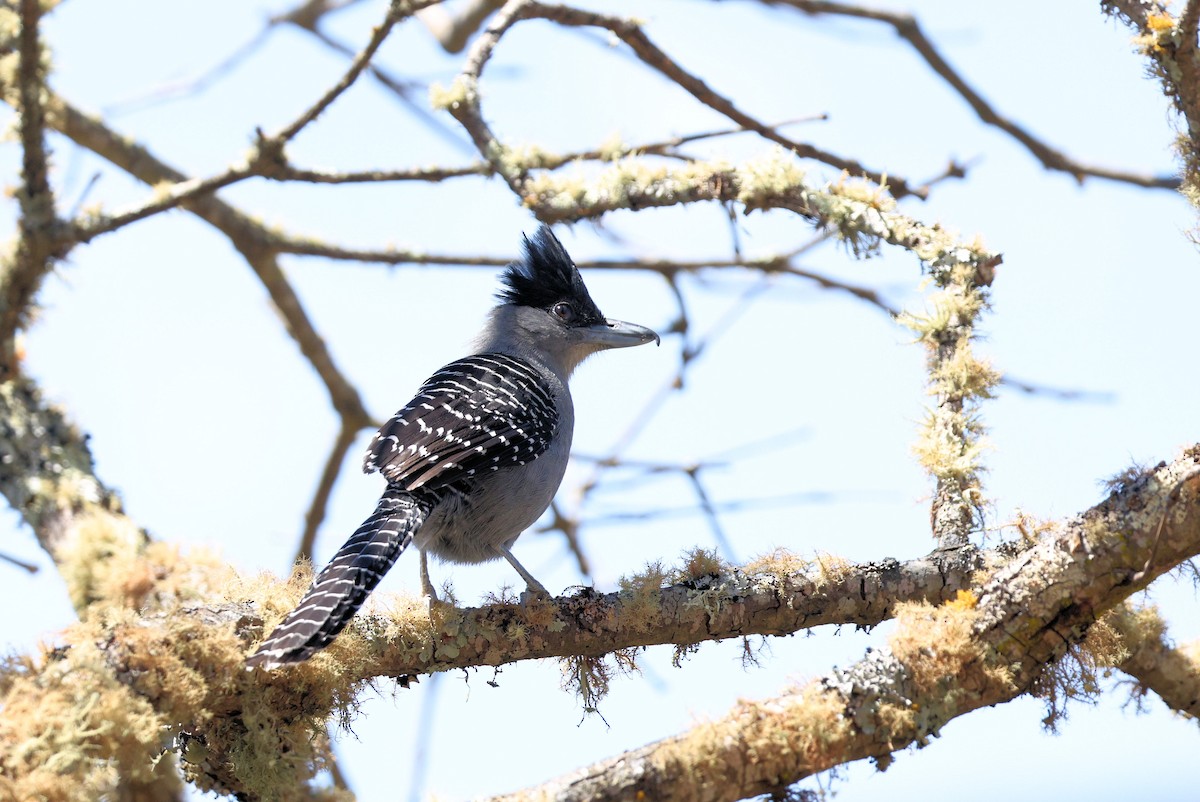 Giant Antshrike - ML642546879