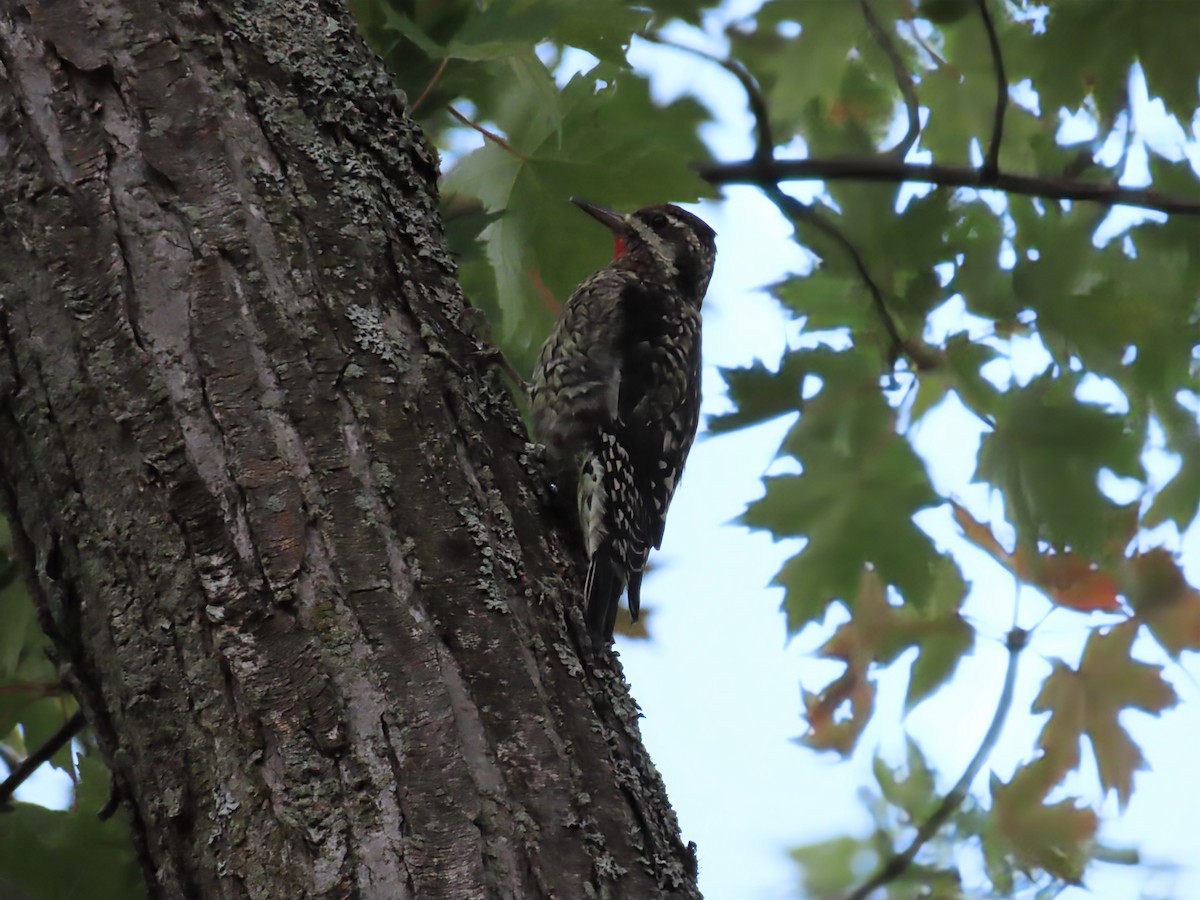 Yellow-bellied Sapsucker - ML642546880
