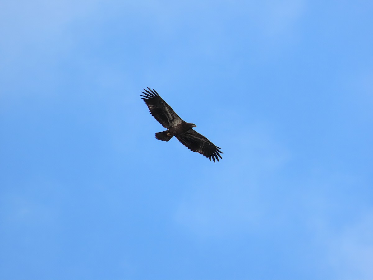 Bald Eagle - ML642546903