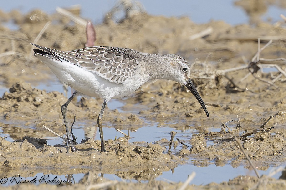 Curlew Sandpiper - ML642546905