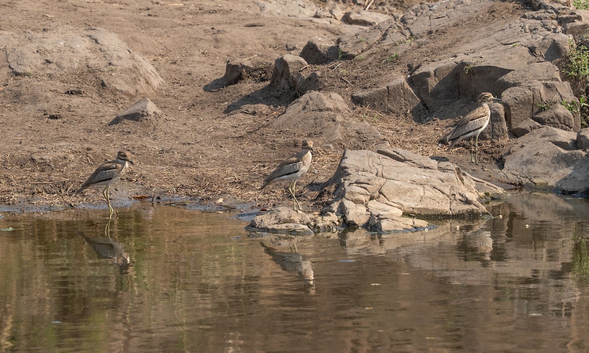 Water Thick-knee - ML642546907