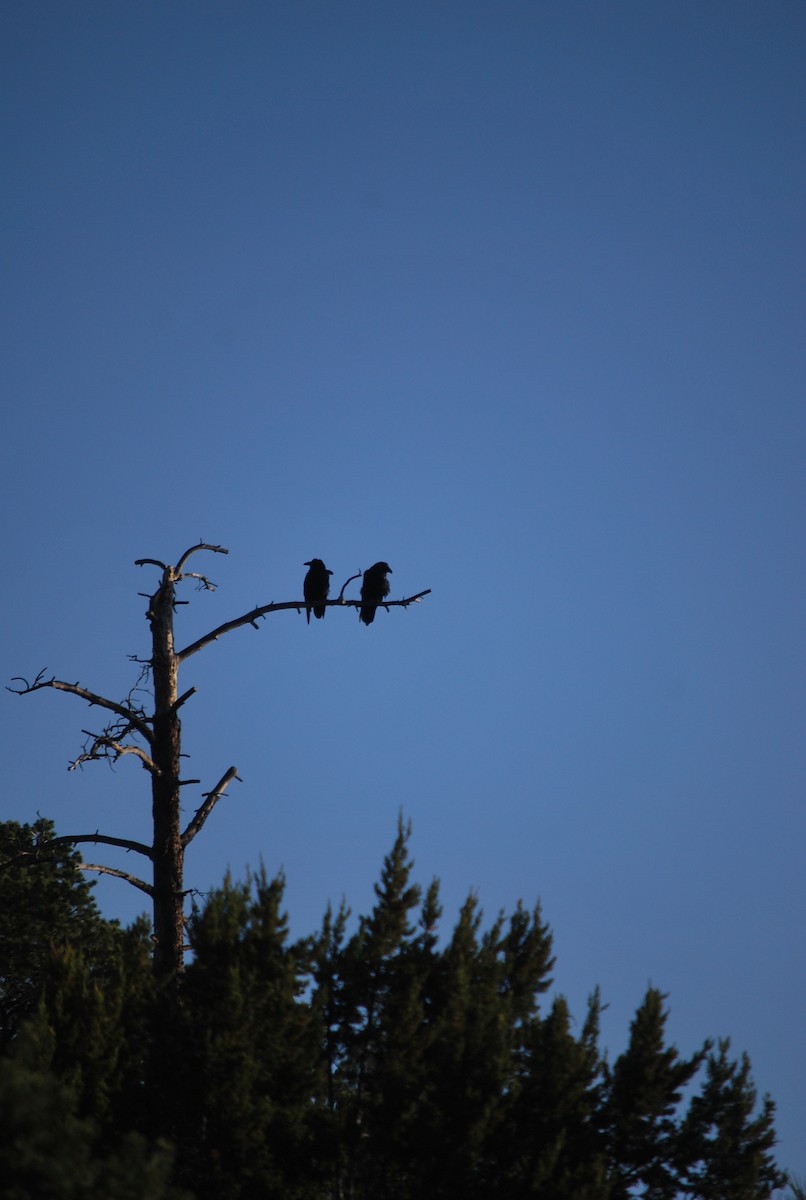 Common Raven - ML642546921
