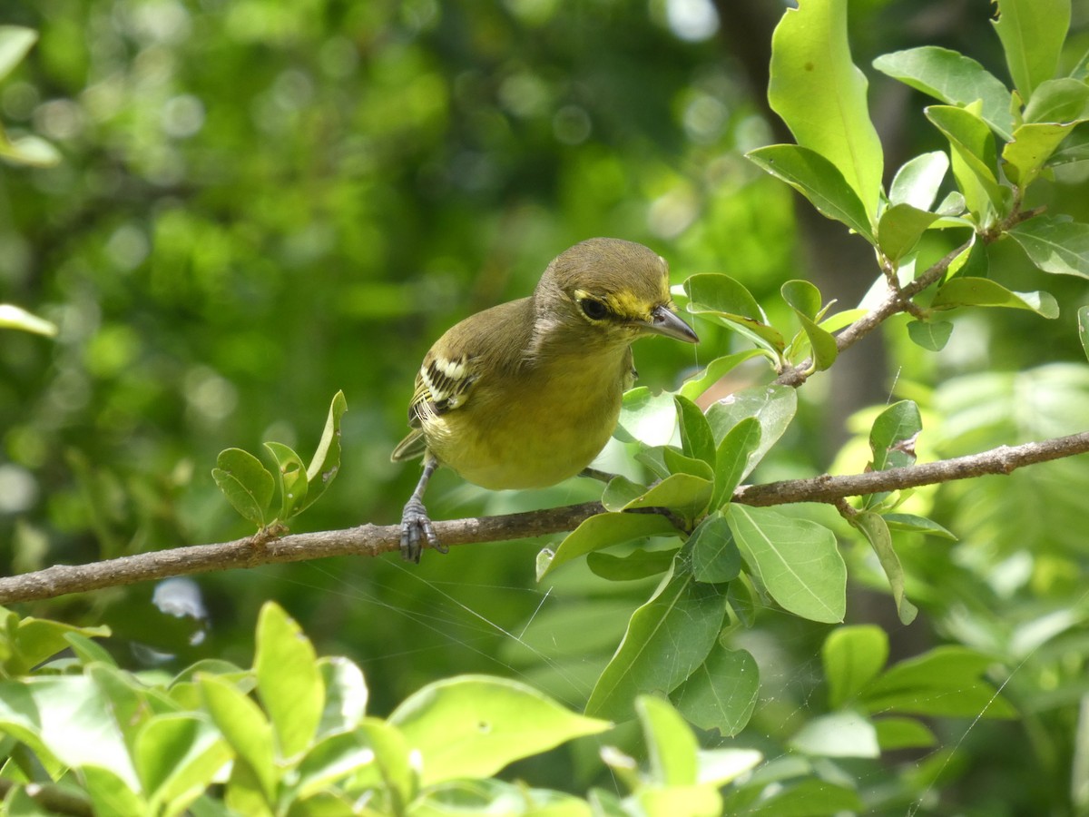 Thick-billed Vireo - ML642546926